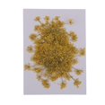 thumbnail image 2 of 6 Piezas Secas Prensadas, Adornos De Zanahoria Real Para Adornos De Bricoje, Fabricación , Fabricación De Amarillo Gloria Flores secadas prensadas naturales, 2 of 9