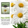 thumbnail image 4 of Shasta Daisy Seeds - 5 pack - Non-GMO Heirloom Full Sun Perennial Flower, 4 of 8