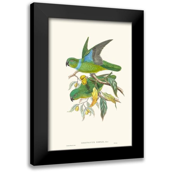 Gould, John 11x14 Black Modern Framed Museum Art Print Titled - Lime And Cerulean Parrots II