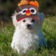 thumbnail image 1 of unbranded 1Ud Sombrero Para Mascotas De Tejida De Pavo Multicolor Para Fiestas Y, 1 of 6