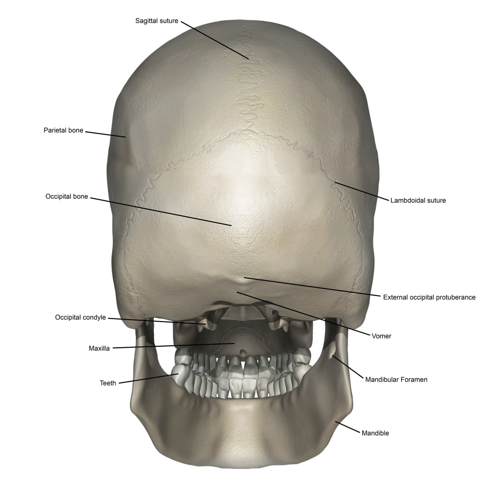 Posterior View Of Human Skull Anatomy With Annotations Poster Print By