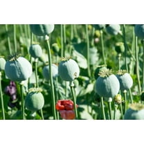 CZ Grain 300 Mammoth Poppy Papaver Somniferum Plant Seeds