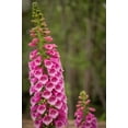 thumbnail image 4 of 1000 PINK FOXGLOVE Digiitalis Purpurea Flower Seeds, 4 of 11