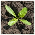 thumbnail image 3 of Everwilde Farms - 1 oz Sugar Beet Seeds - Gold Vault Bulk Seed Packet, 3 of 4