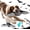2PCS, variant on Flying Bat Dog Toy, Flapping Bat Dog Toy with Chirping Sounds, Interactive Rechargeable Flap Bat Toy for Dogs Cats, Hanging & Wand Play, 1PC