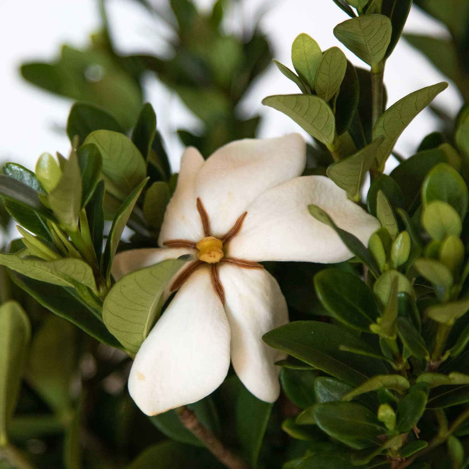 Expert Gardener Hardy Daisy Gardenia 2.5 Quart Evergreen Shrub, Live Outdoor Plant, White Fragrant Blooms