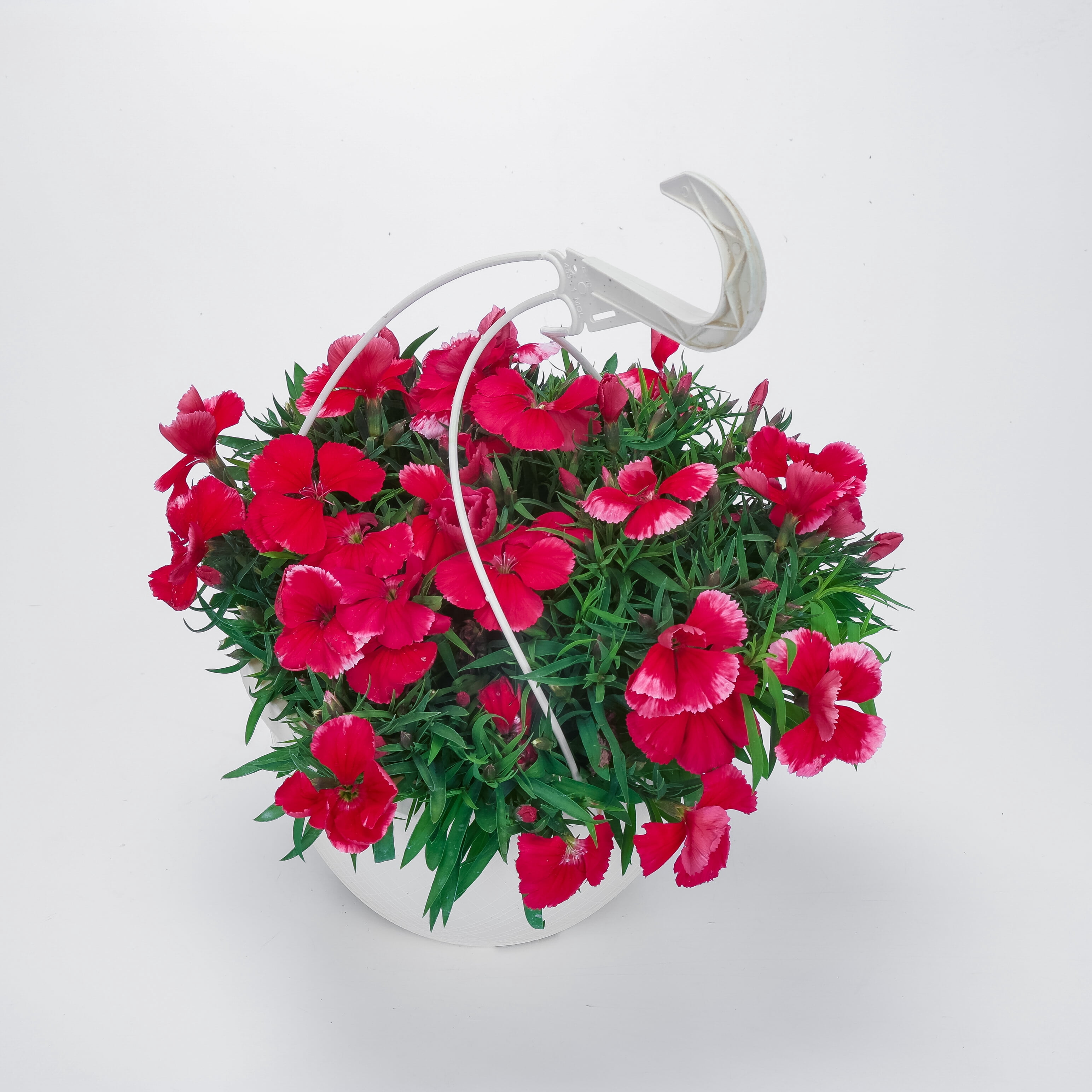 Expert Gardener 1.5 Gallon Hanging Basket Multicolor Dianthus Annual Live Plants Full Sun