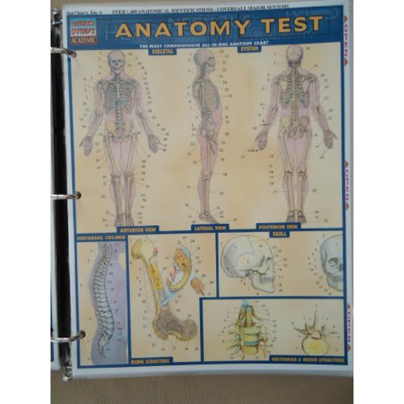 Pre-Owned Anatomy Test (Quick Study Guides-Academic), 9781572225152, 1572225157, Paperback, 1 edition