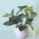 thumbnail image 4 of 1 Unidad De Plantas Artificiales En Maceta, Plantas Verdes, Bonsáis Con Maceta Redonda Blanca, 4 of 6