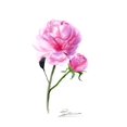thumbnail image 2 of Shefranov, Olga 15x18 Black Ornate Wood Framed with Double Matting Museum Art Print Titled - Pink Flowers V, 2 of 4