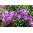 thumbnail image 5 of 1000 FRINGED PINKS DIANTHUS Superbus Flower Seeds, 5 of 11