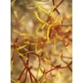 thumbnail image 2 of Popcorn 25x32 Black Ornate Wood Framed with Double Matting Museum Art Print Titled - Wildflowers XXX, 2 of 4