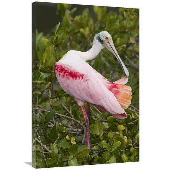 24 x 36 in. Roseate Spoonbill Preening, Merritt Island National Wildlife Refuge, Florida Art Print - Steve Gettle