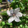 thumbnail image 5 of Clematis John Paul II - Live Plant in a 4 Inch Growers Pot - Clematis 'John Paul II' - Starter Plants Ready for The Garden - Beautiful White and Pink Flowering Vine, 5 of 5