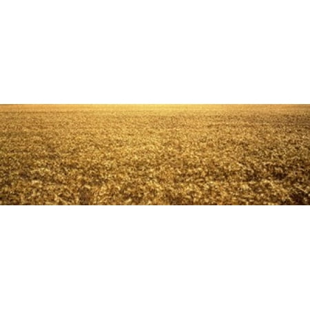 Panorama of amber waves of grain wheat field in Provence-Alpes-Cote DAzur France Canvas Art - Panoramic Images (18 x