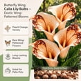 thumbnail image 4 of Calla Lily Bulbs,Low Maintenance - Easy Grow - Ideal For Beds Borders, Plant Pots & Planters, 4 of 5