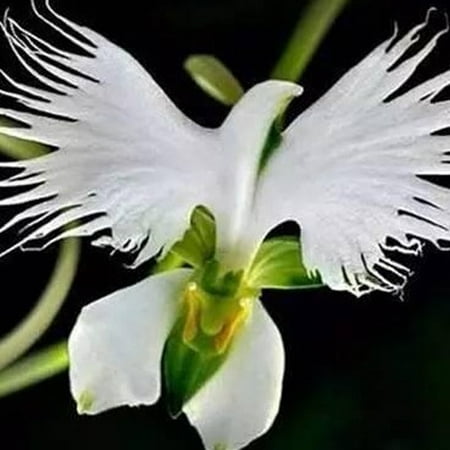 Lovely 100Pcs Egret Flower Seeds White Beautiful Radiata Rare Good-looking (Best Way To Plant Small Seeds)