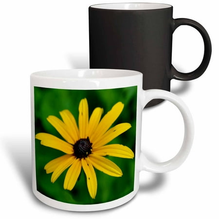 

3dRose Black Eye Susan Yellow Flower Magic Transforming Mug 11oz