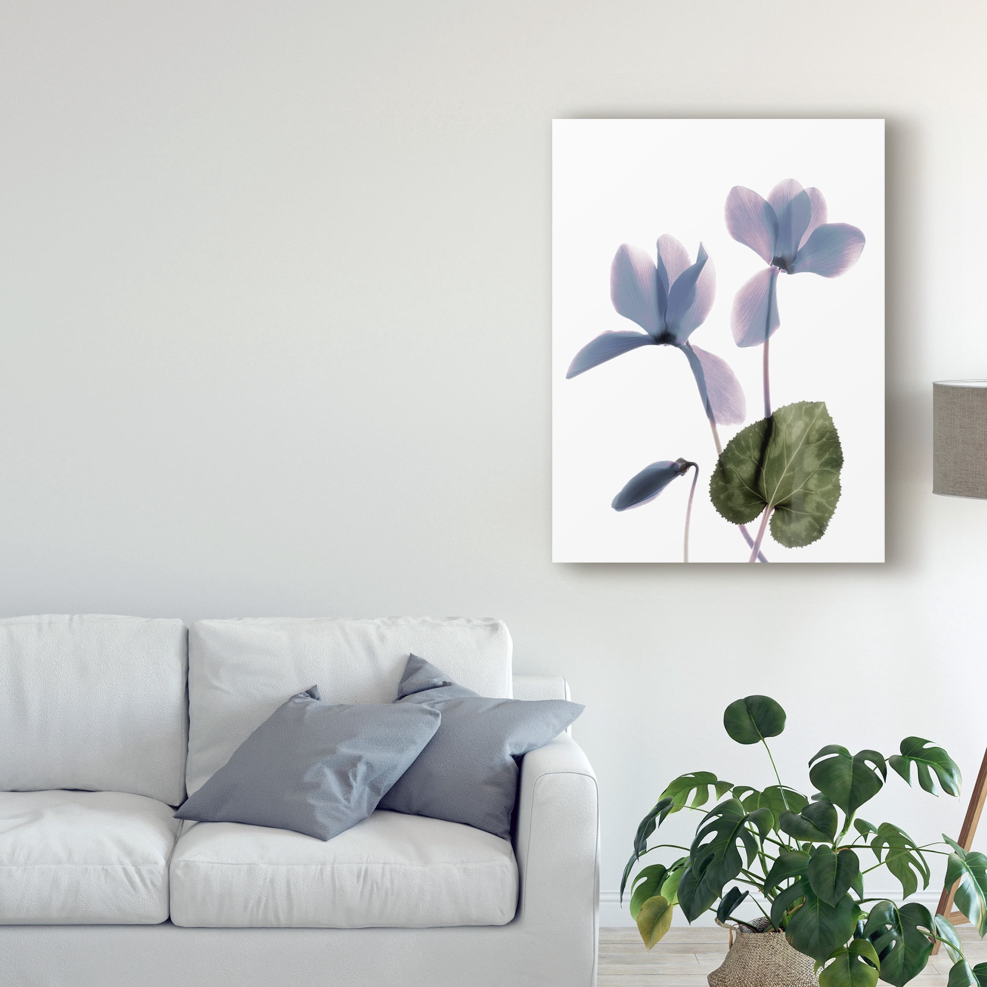 Trademark Fine Art 'Xray Cyclamen' Canvas Art by Judy Stalus
