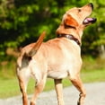thumbnail image 3 of Weaver Leather Sundance Dog Collar: Stylish & Durable for Your Pup 1" x 23", 3 of 3