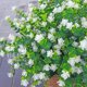 thumbnail image 3 of Flores artificiales BCBLF para exteriores, 12 paquetes, resistentes a los rayos UV, 3 of 6