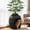 Black, variant on CozyHom Cat Litter Box Furniture Artificial Plant Hidden Calley, Ventilated Waterproof And Odor Resistant, Carbon Filter And 3.3lbs Real Stone Block For Large Cats, Black