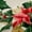 Green Red Beige, variant on Manfei Cute Christmas Reindeer Black Out Curtains,Rustic Xmas Flower Curtains Pack of 2 (42x63 Each),Red Green Beige Bedroom Curtains For Adults,Microfiber Bedroom Decor