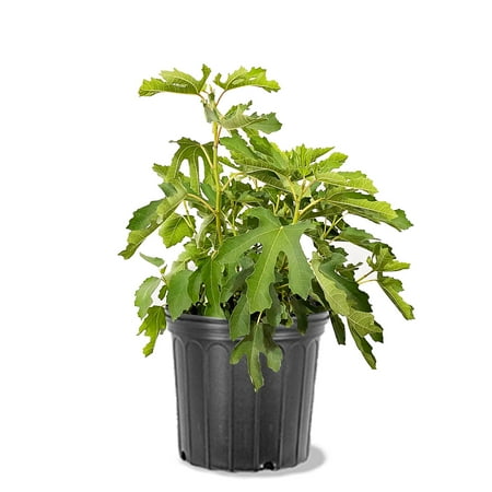 Expert Gardener 2-3 ft tall Celestial Fig Live Tree in 5-Gallon Grower Pot