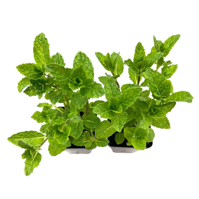 CitronellaKing, 1 Spearmint Live Plant, 4" Nursery Pot, Fragrant Herb -  Walmart.com