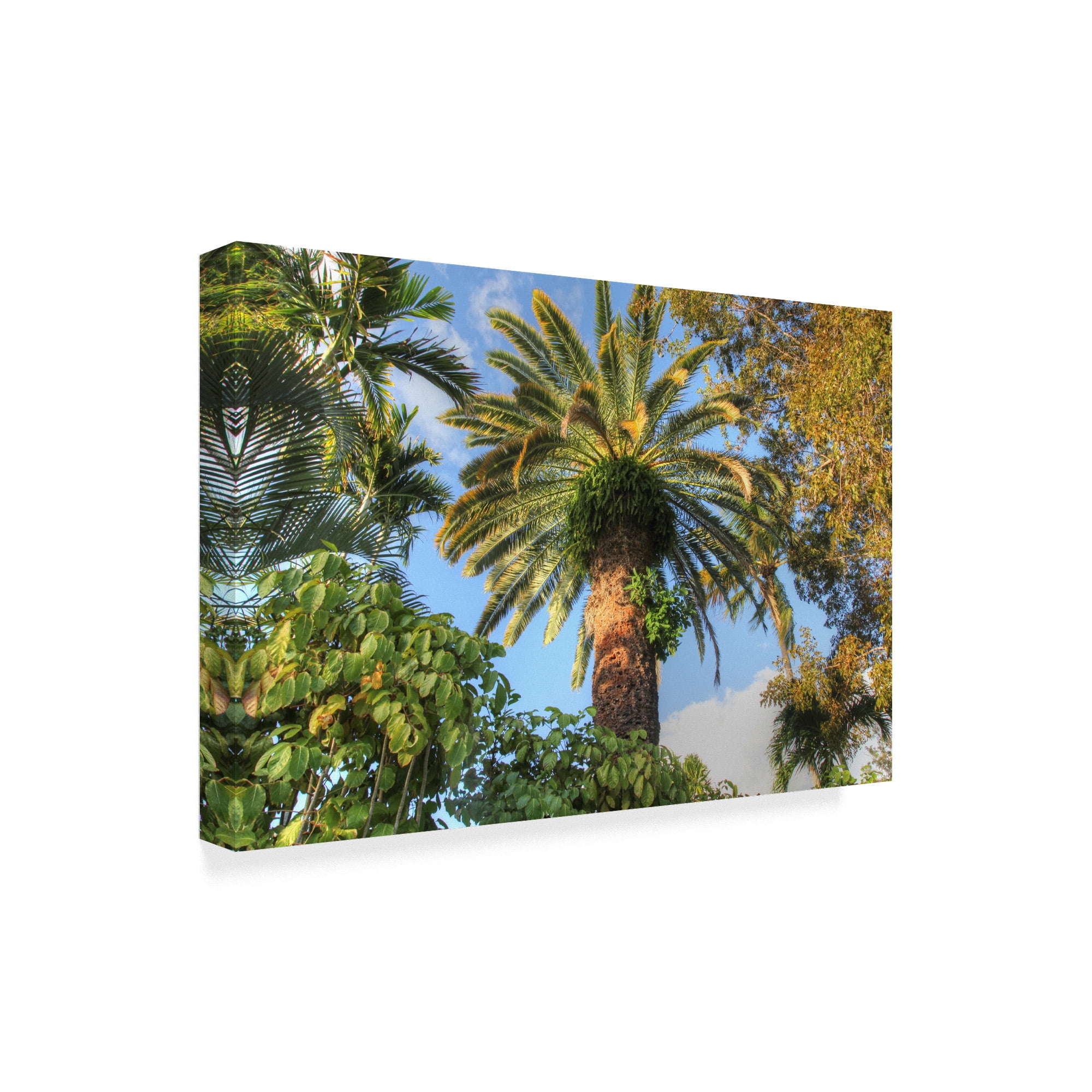 Trademark Fine Art 'Giant Palm' Canvas Art by Robert Goldwitz