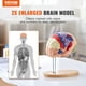 thumbnail image 2 of Modelo de cerebro humano VEVOR Anatomy en 4 partes con etiquetas y base, 2 of 9