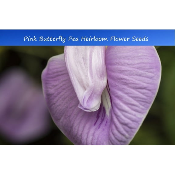 Tropical Seeds - Pink Butterfly Pea -10 Flower Seeds -  Centrosema pubescens  -Serendipity Seeds