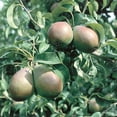 thumbnail image 4 of Direct Gardening Chojuro Pear Dormant Bare Root Standard Fruiting Starter Tree, 4 of 6