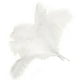 thumbnail image 3 of 10 pcs Natural Ostrich Feathers Wedding Party Decoration White, 3 of 3