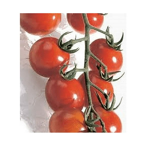 Tomato Chadwick Cherry Great Heirloom Garden Vegetable Seeds by Seed Kingdom 500 Seeds
