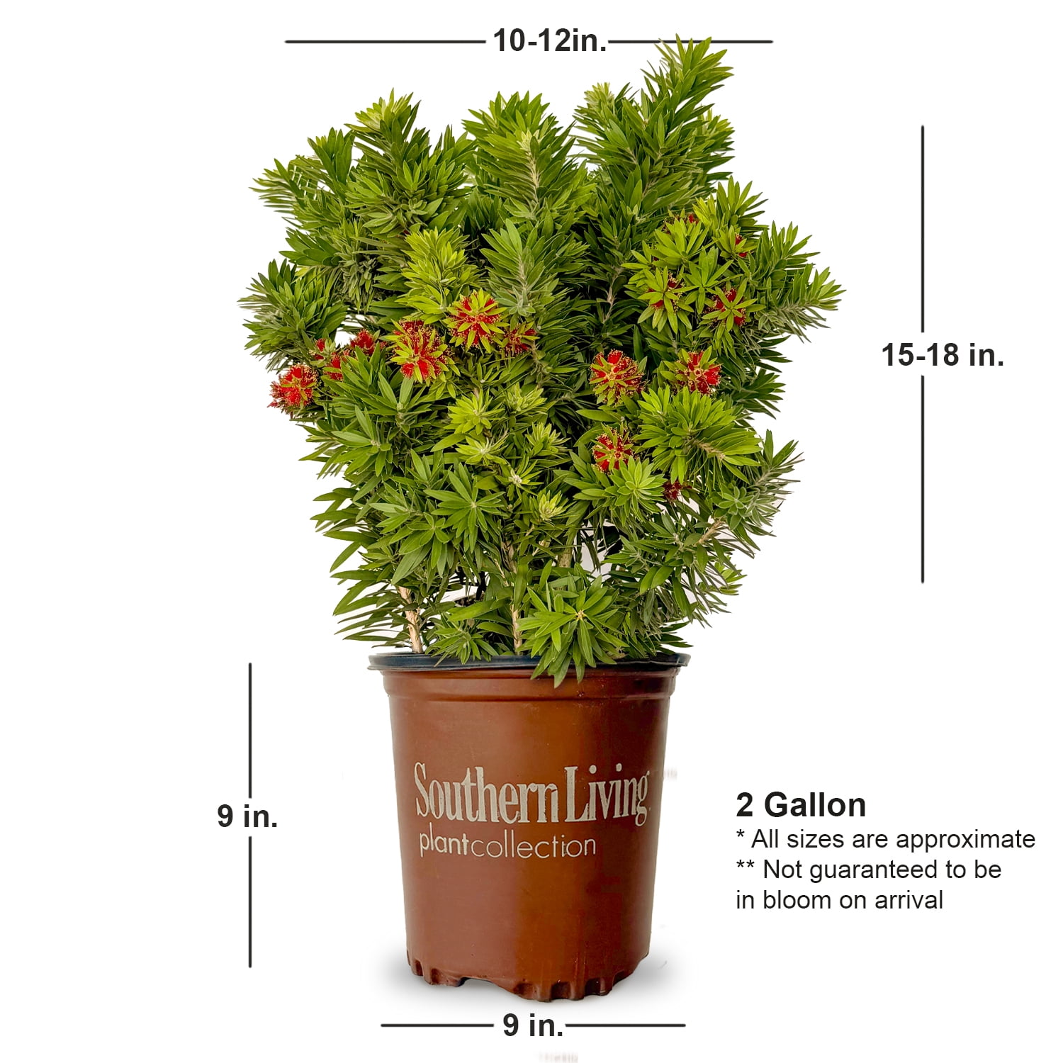 Southern Living Light Show Bottlebrush Live Shrub in 2-Gallon