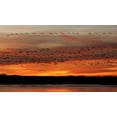 thumbnail image 2 of Morris, Arthur 14x10 Gold Ornate Wood Framed with Double Matting Museum Art Print Titled - New Mexico Snow geese fly in a blur at sunrise, 2 of 4