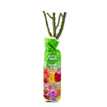Expert Gardener Dormant Packaged Garden Rose Live Shrub (1-Each)