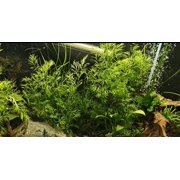 Aquarium Plant Root Fertilizer Tabs | 50 Count | Blue Lake Root Tabs | BLtabs™