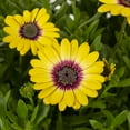 thumbnail image 3 of Better Homes & Gardens 2QT Yellow Purple Osteospermum Live Annual Plant Sun 3-Pack, 3 of 6