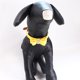 thumbnail image 2 of Collar de perro Gloria Collar de strass con pajarita amarillo XS, 2 of 9