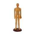 thumbnail image 1 of HILABEE Human Body Model Portable Color Coded Markings for Teaching Student Training Brown Male, 1 of 7
