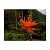 Trademark Fine Art 'Bird Of Paradise Red' Canvas Art by J.D. Mcfarlan