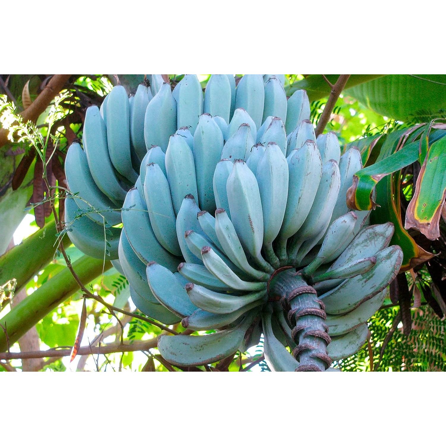 Ice Cream Banana Tree, Blue Java Banana Plant Live, Edible Fruit Tree
