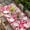 Pink HotPink, variant on Valentine's Day Table Cloths for 5 Foot Rectangle Tables, Romantic Watercolor Love Pink Plaid Beige Patio Waterproof Elastic Fitted Tablecloths, Washable Rectangular Table Cover for Camping