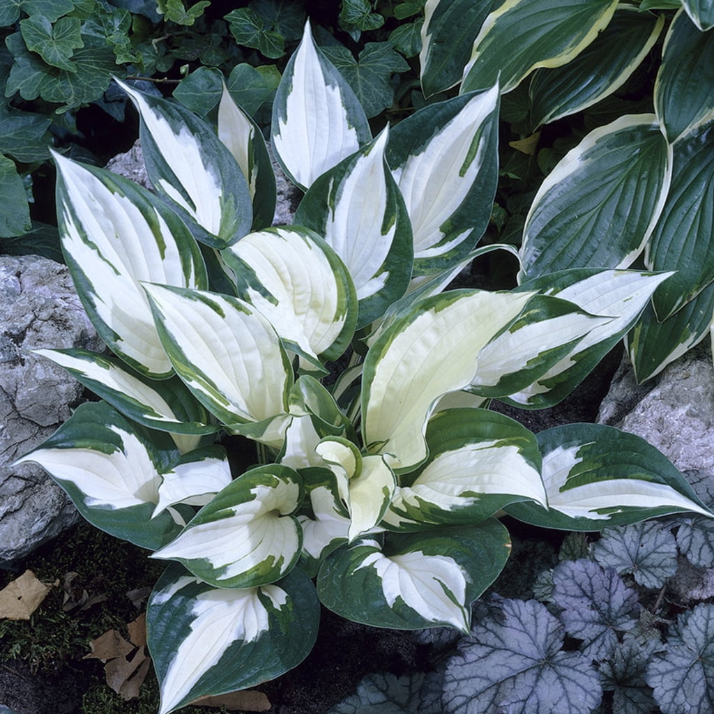 Van Zyverden Hosta Fire and Ice 3 Plant Roots Purple Partial Shade Perennial Easy to Grow 1 lb