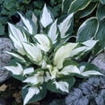 thumbnail image 3 of Van Zyverden Hosta Fire and Ice 3 Plant Roots Purple Partial Shade Perennial Easy to Grow 1 lb, 3 of 8