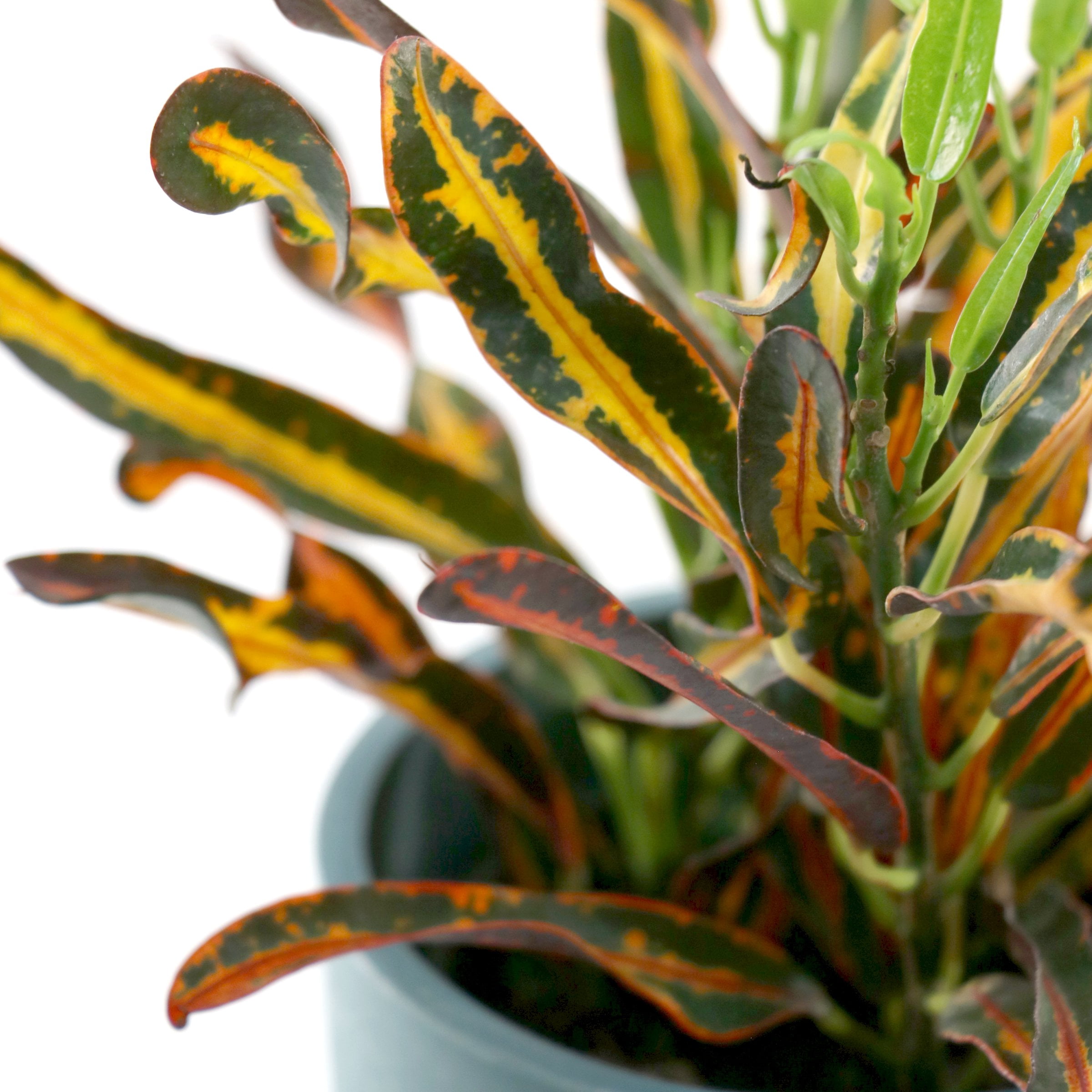 4 in. Croton Red Banana Plant in Grower Container (3-Pack)