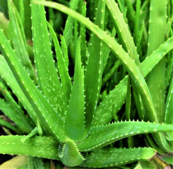 Aloe Vera Plant Live for Planting, Succulent Plant for Indoor Outdoor in 2 Inch Pot