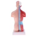 thumbnail image 3 of Estatua de vísceras humanas 28cm Torso Vísceras Cuerpo Cerebro Conjunto Modelo Laboratorio Adorno Recursos de Aprendizaje Magideal Estatua de vísceras humanas, 3 of 7